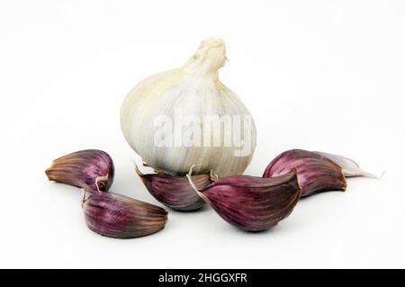 Gewöhnlicher Knoblauch (Allium sativum), Knoblauchzwiebel und Nelken Stockfoto