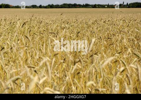 Kultivierter Roggen (Secale cereale), erntebereites Roggenfeld, Deutschland Stockfoto