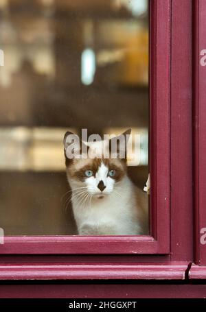 Junge Katze sieht neugierig aus einem rot gestrichenen Fenster Stockfoto