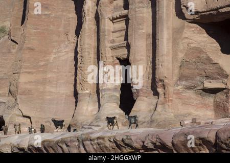 Bergziegen in Petra, Jordanien, mit Schluchten, Höhlen, Wüstenlandschaft und Gebäuden, die von den Nabatanern geschnitzt wurden und später von den Eroberern der Römer verändert wurden Stockfoto