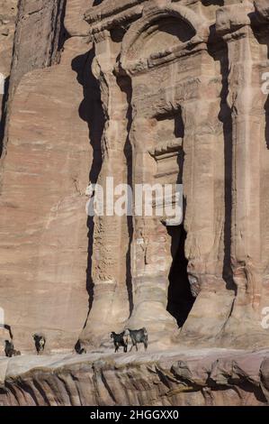 Bergziegen in Petra, Jordanien, mit Schluchten, Höhlen, Wüstenlandschaft und Gebäuden, die von den Nabatanern geschnitzt wurden und später von den Eroberern der Römer verändert wurden Stockfoto