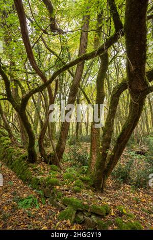 Verdrehte Bäume, die aus einer alten moosbedeckten Wand in einem Wald wachsen Stockfoto