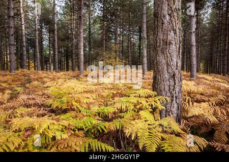 Kiefern wachsen unter Herbstfarnen in einem Wald Stockfoto