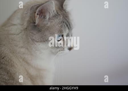 Katze posiert für ein Bild Stockfoto