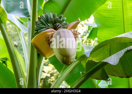 Nahaufnahme eines Bananenbaums mit einem sich öffnenden Blütenstand und kleinen grünen Bananenfrüchten am Stamm. Stockfoto