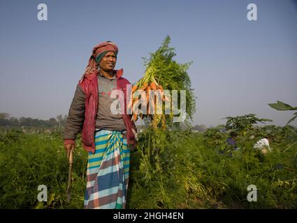 Karottenernte in Manikganj, Bangladesch Stockfoto