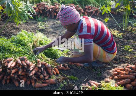 Karottenernte in Manikganj, Bangladesch Stockfoto