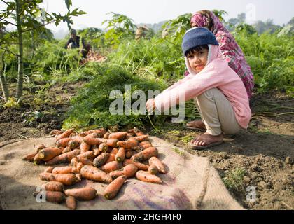 Karottenernte in Manikganj, Bangladesch Stockfoto