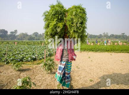 Karottenernte in Manikganj, Bangladesch Stockfoto