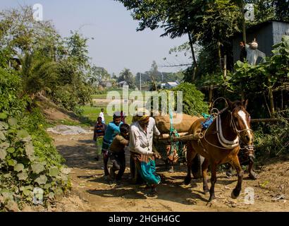 Karottenernte in Manikganj, Bangladesch Stockfoto