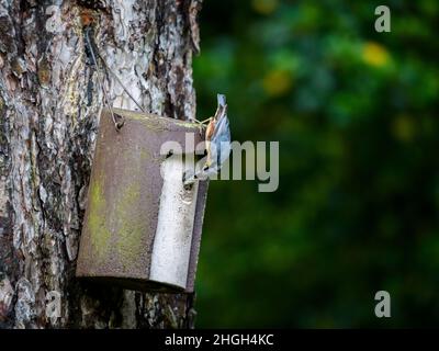 Beschäftigt Erwachsenen-Nuthatch kopfüber (Gartenvögel) Fütterung Baby in Baum hängenden Nistkasten (Kopf, Schnabel weit geöffnet, Eingangsloch) - West Yorkshire England Großbritannien. Stockfoto