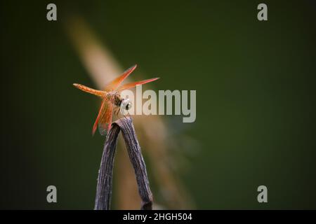 Libellen im Park in Ho Chi Minh City Stockfoto