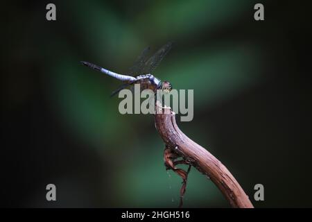 Libellen im Park in Ho Chi Minh City Stockfoto