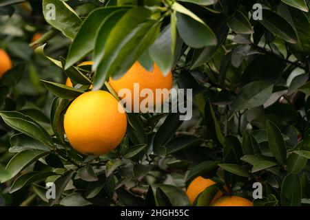 Nahaufnahme von zwei reifen Orangen auf einem Baum-Kopierplatz Stockfoto