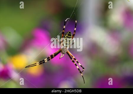 Weibliche Spinne Argiope Bruennichi, oder die Wespenspinne auf ihrem Spinnennetz. Unscharfer Hintergrund. Stockfoto