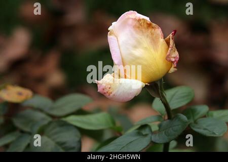 Sterbende rosa Rosenblüte auf einem verschwommenen Hintergrund. Selektiver Fokus. Speicherplatz kopieren. Stockfoto