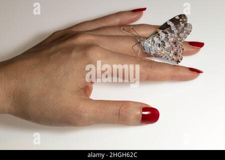 Der Schmetterling sitzt auf der Hand einer Frau. Hand mit bunt bemalten Nägeln. Stockfoto