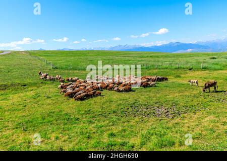 Schafe weiden auf der grünen Wiese. Stockfoto