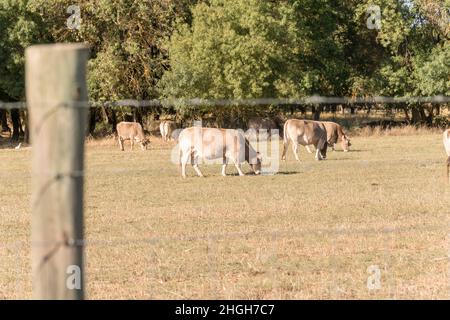 Kuh der einheimischen spanischen Rasse Bergbraun , Bos taurus, grasen im Freien mit anderen Kühen im Sommer in einem dehesa in Spanien. Stockfoto
