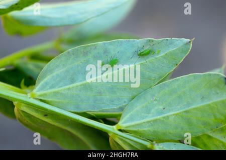 Acyrthosiphon pisum, allgemein bekannt als die Erbsenblattlaus oder als der grüne Delphin, Erbsenlaus und Kleelaue auf breiten Bohnenblättern. Stockfoto