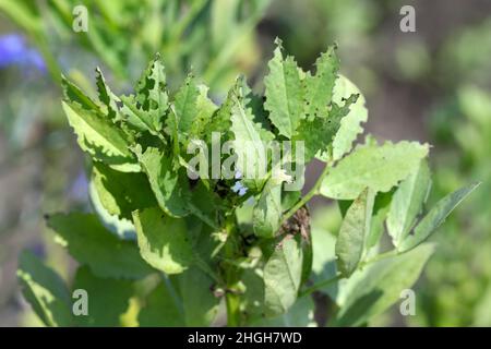 Durch Lupinenkäfer geschädigte Bohnenblätter - Charagmus (ehemals Sitona) gressorius und Griseus - eine Art von Weevils Curculionidae, Schädling von Lupine Stockfoto