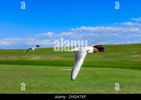 Schwarzkopfvögel fliegen. Stockfoto