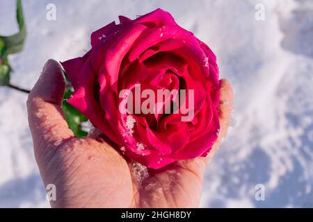 Ein Mann wärmt in seiner Hand eine gefrorene, schneebedeckte Knospe einer roten Rose Stockfoto