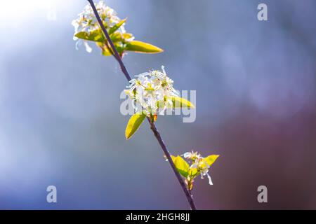 Wildblumen einer Prunus spinosa, genannt Schlehdorn oder Schlehe, blüht im frühen Frühling im Sonnenlicht Stockfoto