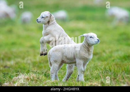 Neugeborenes braunes weißes Lamm, Capra aegagrus hircus, spielt im Frühling auf einer Wiese. Stockfoto