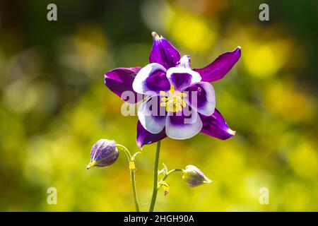 Nahaufnahme einer Aquilegia vulgaris, europäische Kolumbine, gemeine Kolumbine, Omas Schlummertrunk, Omas Haube, Lila weiße Blume blüht. Stockfoto