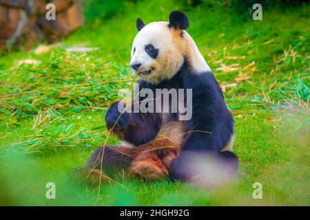 Der riesige Panda Ailuropoda melanoleuca, der sich in einem Dschungelwald von Bambus ernährt Stockfoto