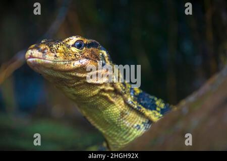 Nahaufnahme eines asiatischen Wassermonitors, Varanus-Salvator, in Ruhe Stockfoto