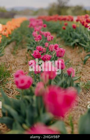 Rosa Tulpen Blühen auf dem Feld auf der Flower Plantation Farm in den Niederlanden Stockfoto