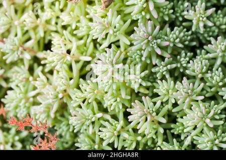 Makro-Foto von spanischer Steinpfropfen. Sedum Hispanicum Stockfoto