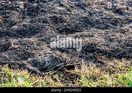 Verbranntes Gras und Strohasche auf landwirtschaftlichen Flächen, die für organischen Dünger verwendet werden Stockfoto