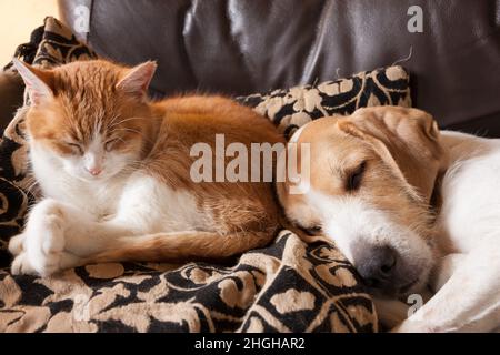 Ingwer und weiße Katze und Hund, die zusammen schlafen, kuschelten sich auf einem alten braunen Ledersofa Stockfoto