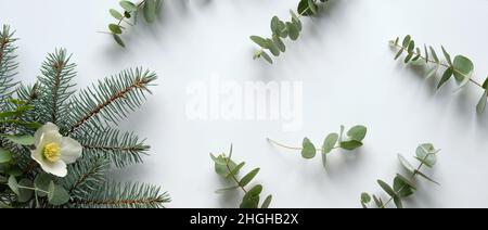 Eukalyptus und weiße Helleborus-Blume im Winter. Panorama-Bannerbild. Winter flach legen mit immergrünen Tanne und Eukalyptuszweige. Winter stieg oder Stockfoto