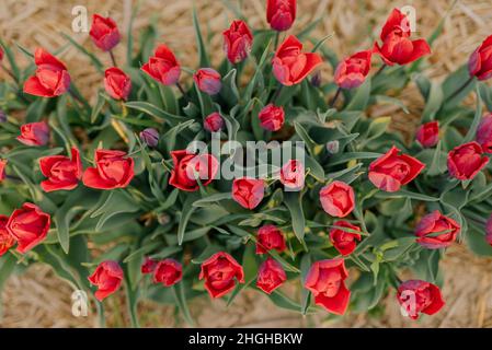 Schöne rote Tulpen Blüte auf Feld Landwirtschaft Stockfoto