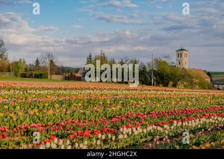 Verschiedene Arten von Tulpen Blüte auf dem Feld in den Niederlanden Stockfoto
