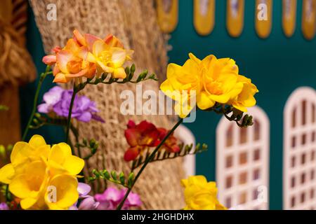 Frische gelbe, rote und lila Freesie Blumen Urlaub Hintergrund Stockfoto