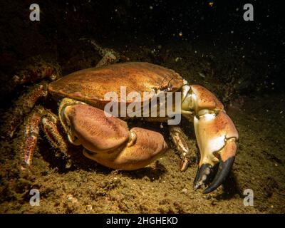 Nahaufnahme eines Krebs-Pagurus, auch als essbare Krabbe oder braune Krabbe bekannt. Bild von den Wetterinseln, Schweden Stockfoto