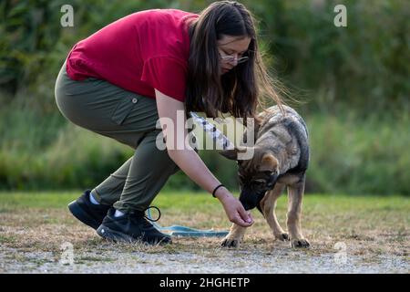 10. Oktober 2021 - Hamburgsund, Schweden: Ein vier Monate alter Schäferhund-Welpe im Tracking-Training von einem Teenager-Mädchen Stockfoto