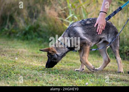 Ein vier Monate alter Schäferhund-Welpe im Tracking-Training. Grünes Gras im Hintergrund Stockfoto