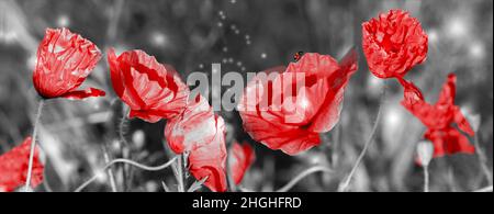 Verträumte Mohnblumen blühen, Gras, Marienkäfer Nahaufnahme Panorama. Schwarz und Rot. Makro mit Softfokus. Blumenmuster im Frühling. Zarte, reizende Romanti Stockfoto