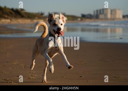 Lustige und glückliche Hündin, die gerne am Strand läuft Stockfoto