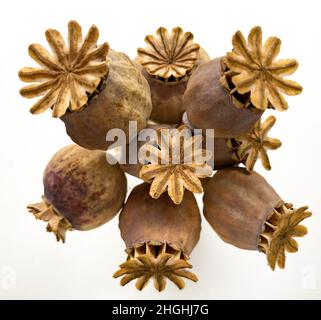 Getrocknete Mohn-Samenkapseln zusammengepackt Stockfoto