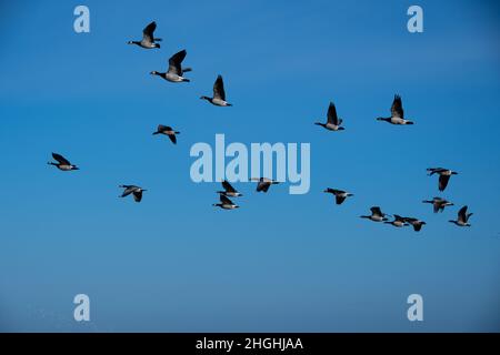 Eine Schar von Weißwangengänsen in der Luft Stockfoto