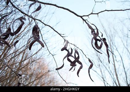 Trockene Akazienpflanzen Früchte auf Baum gegen Himmel Stockfoto