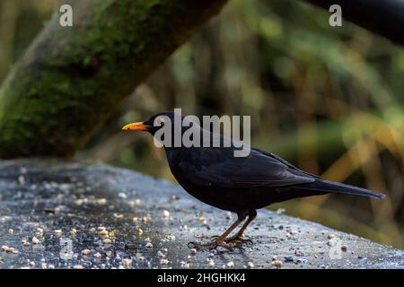 Blackbird (Turdus merula) ganz schwarzes Gefieder männlicher Vogel, gelber Schnabel und Augenring, der sich an der Haut auf fetten Kugelbröseln und Samenraum auf weichem Hintergrund füttert Stockfoto