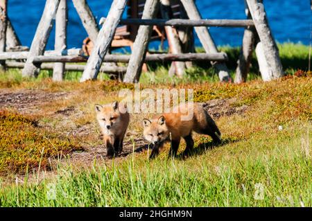 Ein Paar wilder Rotfuchsjungen, Vulpes vulpes, bei Elliston in Neufundland. Stockfoto